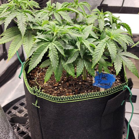 THC Bomb growlog timeline photo