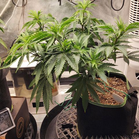 Animal Mints growlog timeline photo