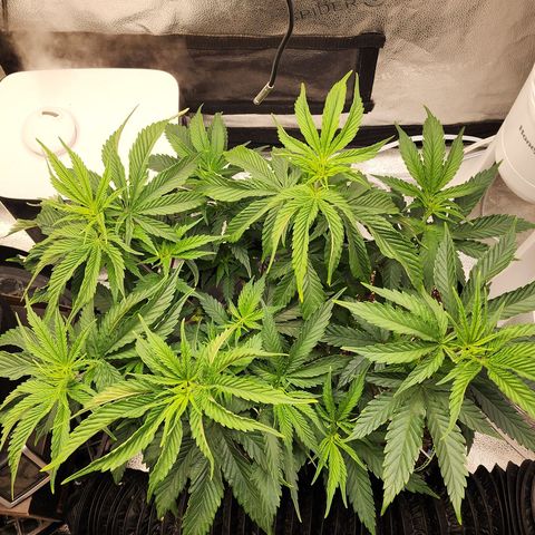 Animal Mints growlog timeline photo