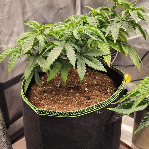 THC Bomb growlog timeline photo