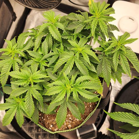 THC Bomb growlog timeline photo