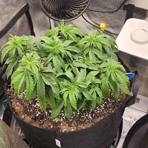 THC Bomb growlog timeline photo