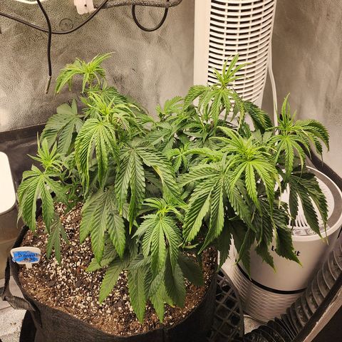 Animal Mints growlog timeline photo