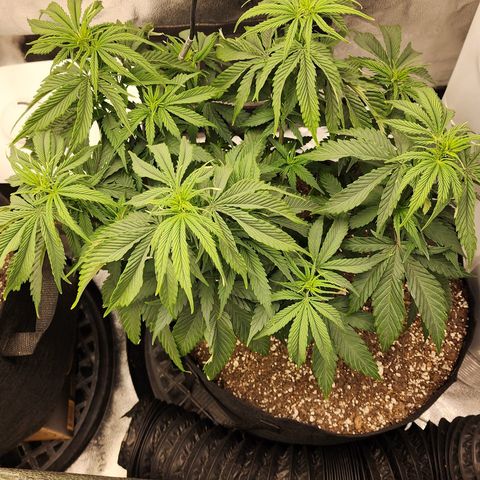 Animal Mints growlog timeline photo