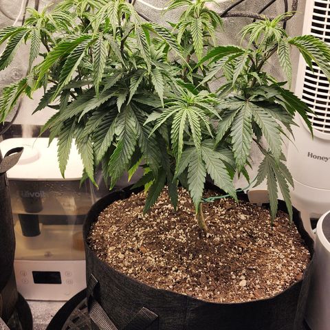Animal Mints growlog timeline photo