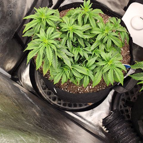THC Bomb growlog timeline photo