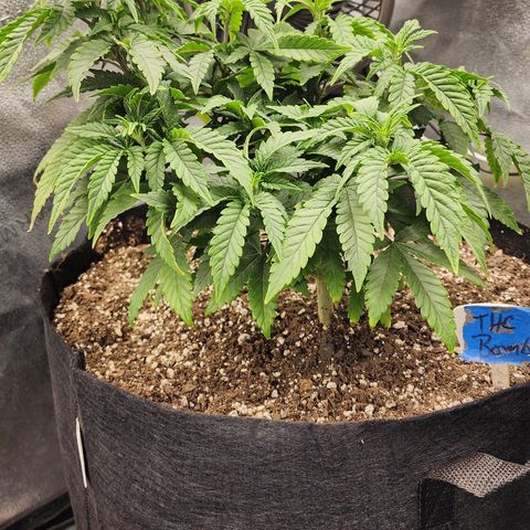 THC Bomb growlog timeline photo