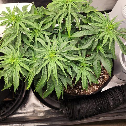 Animal Mints growlog timeline photo