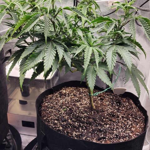 Animal Mints growlog timeline photo