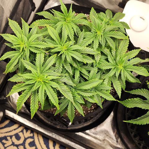 THC Bomb growlog timeline photo
