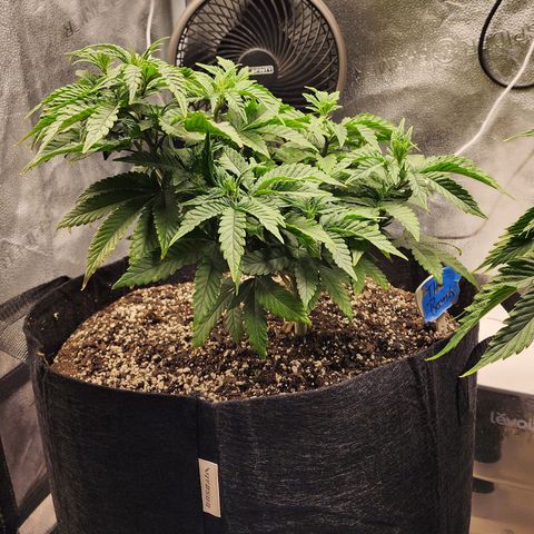 THC Bomb growlog timeline photo