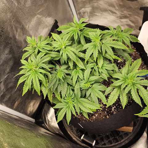 THC Bomb growlog photo: 11:24 pm