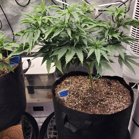 Animal Mints growlog timeline photo