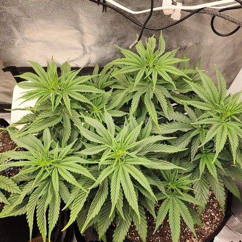 Animal Mints growlog timeline photo