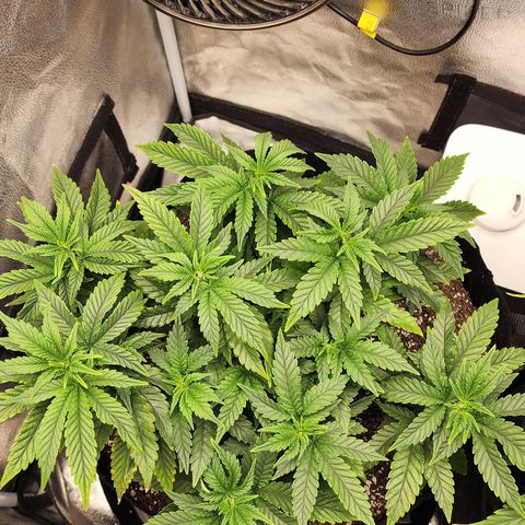 THC Bomb growlog timeline photo