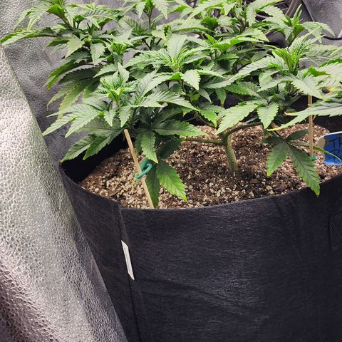 THC Bomb growlog timeline photo