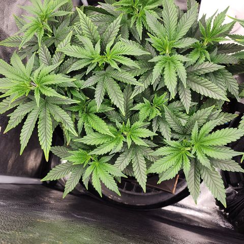 THC Bomb growlog photo: Midnight