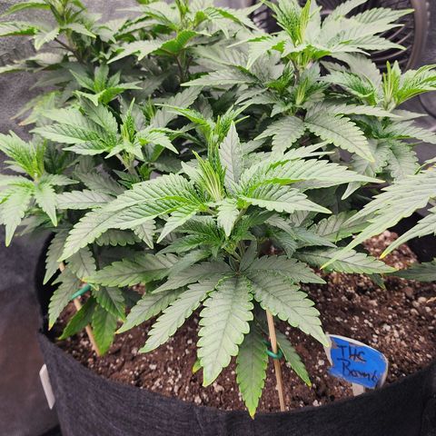 THC Bomb growlog photo: Midnight 