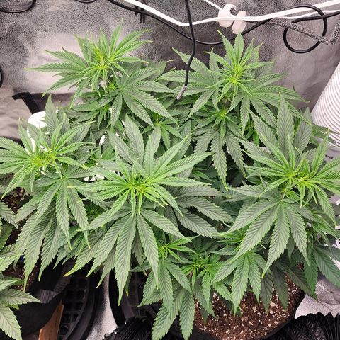 Animal Mints growlog photo: Midnight 