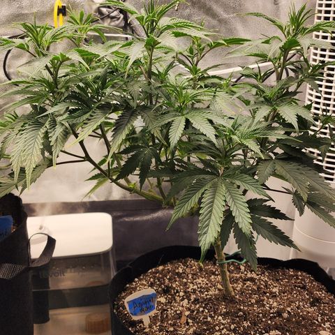Animal Mints growlog photo: Midnight 