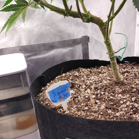 Animal Mints growlog photo: Midnight 