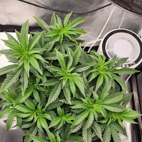 THC Bomb growlog photo: 10 am