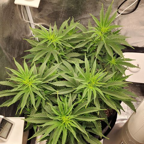 Animal Mints growlog photo: 10 am