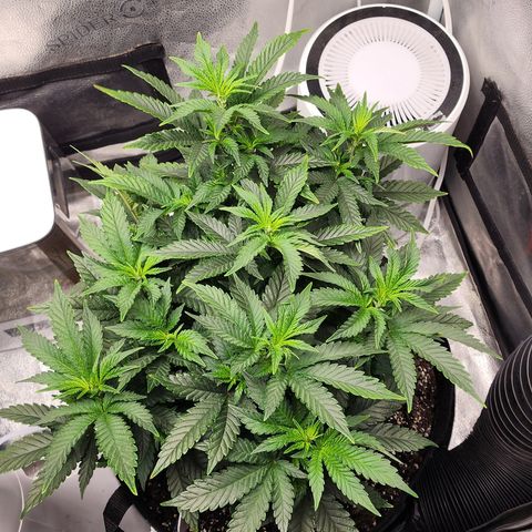 THC Bomb growlog timeline photo