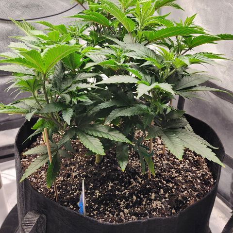 THC Bomb growlog timeline photo