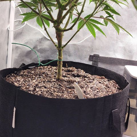 Animal Mints growlog timeline photo