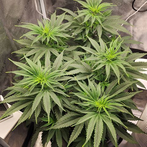 Animal Mints growlog timeline photo