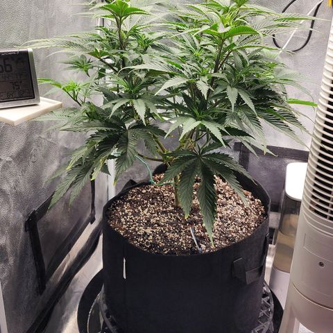 Animal Mints growlog timeline photo