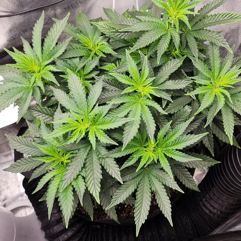 THC Bomb growlog timeline photo