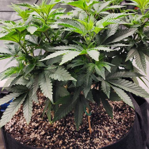 THC Bomb growlog timeline photo