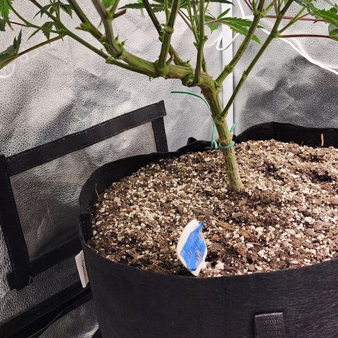 Animal Mints growlog timeline photo