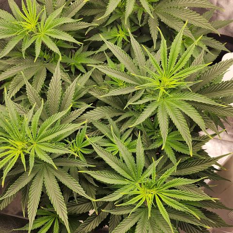 Animal Mints growlog timeline photo