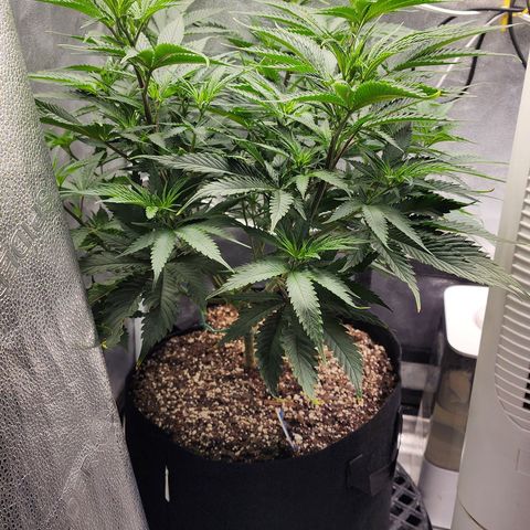 Animal Mints growlog timeline photo