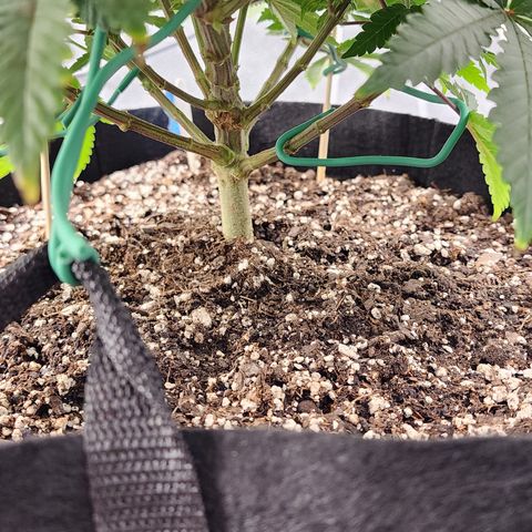 THC Bomb growlog timeline photo