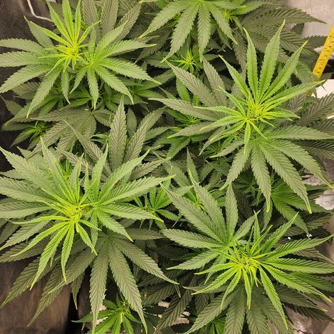 Animal Mints growlog timeline photo