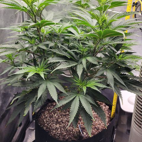 Animal Mints growlog timeline photo