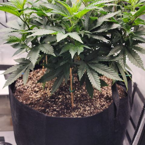 THC Bomb growlog timeline photo