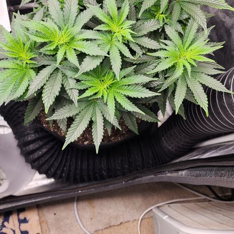 THC Bomb growlog timeline photo