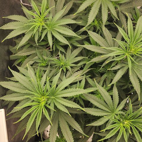 Animal Mints growlog timeline photo