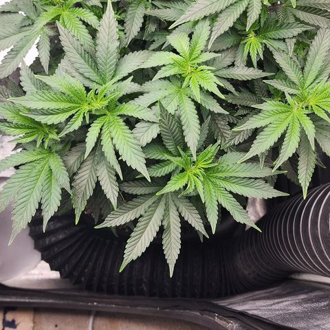 THC Bomb growlog timeline photo
