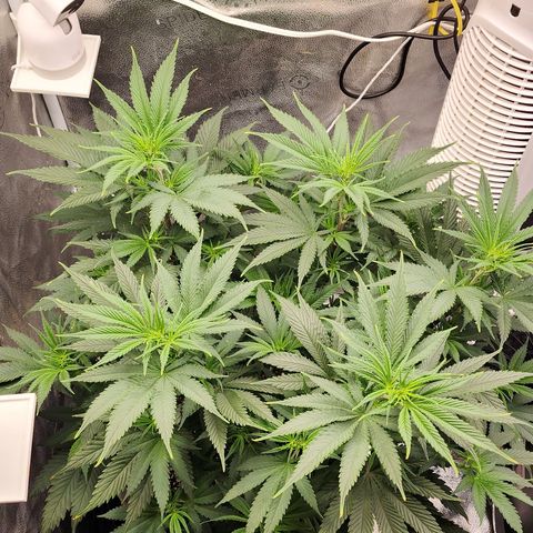 Animal Mints growlog timeline photo