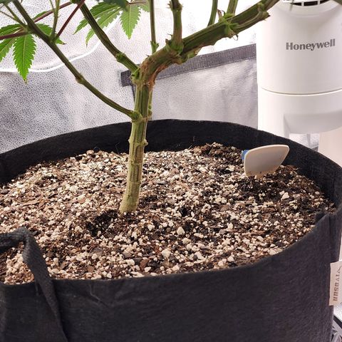 Animal Mints growlog timeline photo