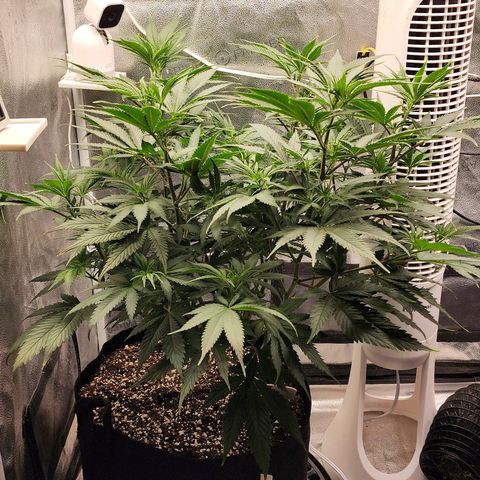 Animal Mints growlog timeline photo