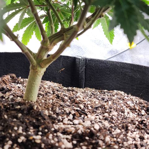 THC Bomb growlog timeline photo