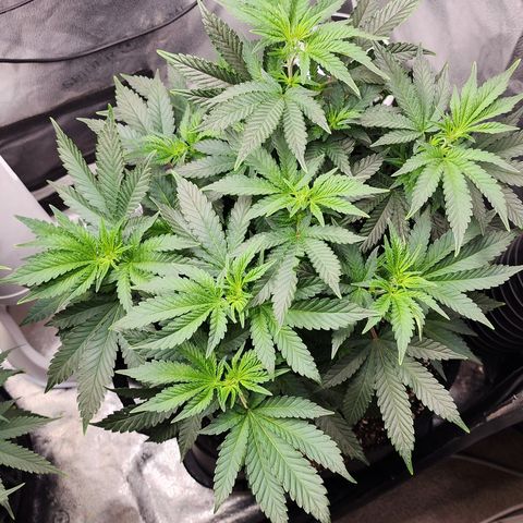 THC Bomb growlog timeline photo