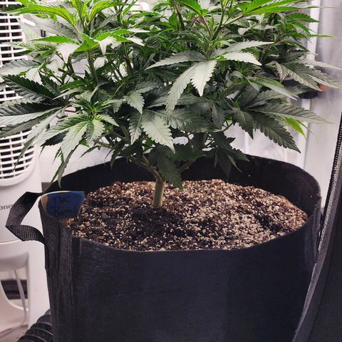 THC Bomb growlog timeline photo